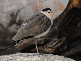 Фото Солдатский чибис