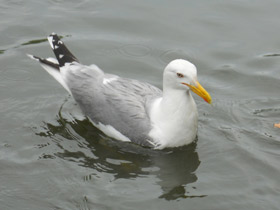 Смотреть фото Серебристая чайка Фото Серебристая чайка