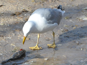 Смотреть фото Серебристая чайка Фото Серебристая чайка