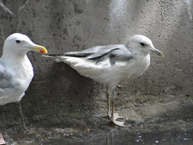 Смотреть фото Сизая чайка Фото Сизая чайка