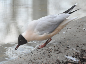 Смотреть фото Озёрная чайка Фото Озёрная чайка