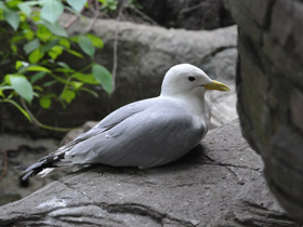 Смотреть фото Моёвка Фото Моёвка