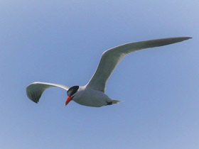 Фото Чеграва