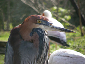Фото Цапля-голиаф