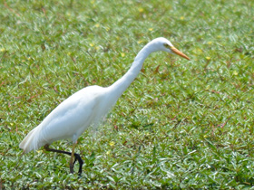 Фото Средняя белая цапля