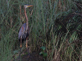 Фото Рыжая цапля