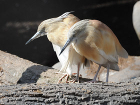 Фото Желтая цапля