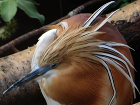 Фото Желтая цапля