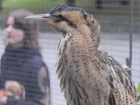 Фото Большая выпь