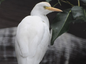Фото Египетская цапля