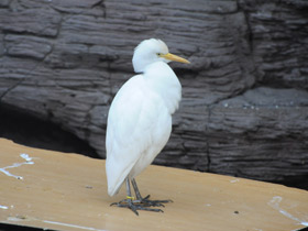 Фото Египетская цапля