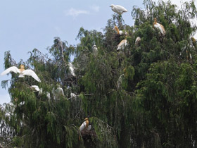 Фото Египетская цапля