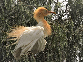 Фото Египетская цапля