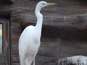 Фото Большая белая цапля