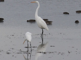 Фото Большая белая цапля