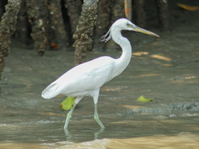 Фото Желтоклювая цапля