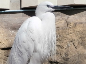 Фото Малая белая цапля