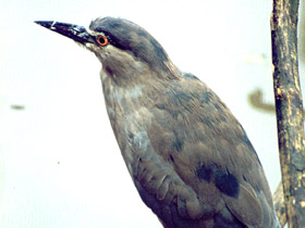 Фото Кваква