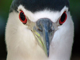 Фото Кваква