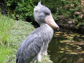 Фото Китоглав