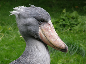 Фото Китоглав