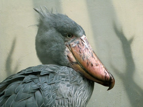 Фото Китоглав