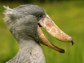 Фото Китоглав