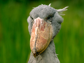 Фото Китоглав