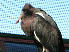 Фото Дождевой аист