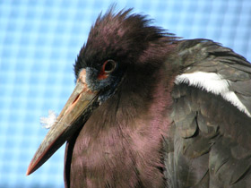 Фото Дождевой аист