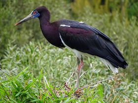 Фото Дождевой аист