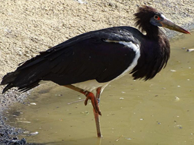 Фото Дождевой аист