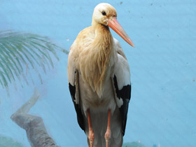 Фото Белый аист