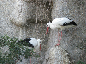 Фото Белый аист