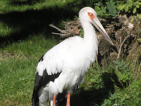 Фото Американский аист