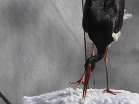 Фото Черный аист