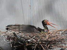 Фото Черный аист