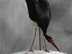 Фото Черный аист