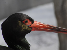 Фото Черный аист