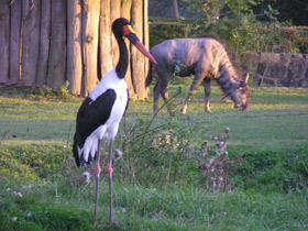 Фото Седлоклювый ябиру