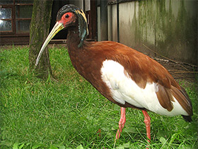 Фото Чубатый ибис