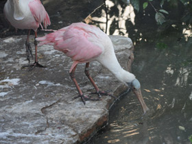 Фото Розовая колпица