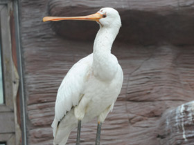 Фото Колпица