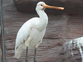 Фото Колпица