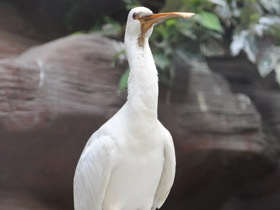 Фото Колпица