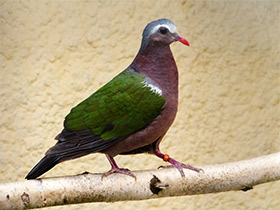 Фото Изумрудный голубь