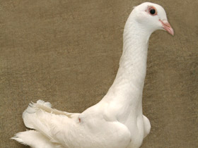 Фото Домашние голуби