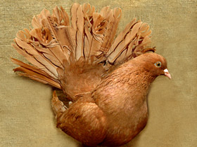 Домашние голуби Домашние голуби