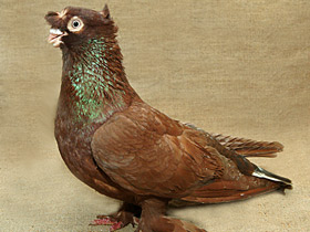 Фото Домашние голуби