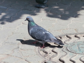 Фото Сизый голубь